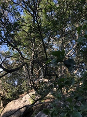 Psydrax obovata elliptica