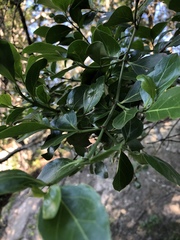 Psydrax obovata elliptica