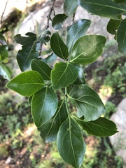 Psydrax obovata elliptica