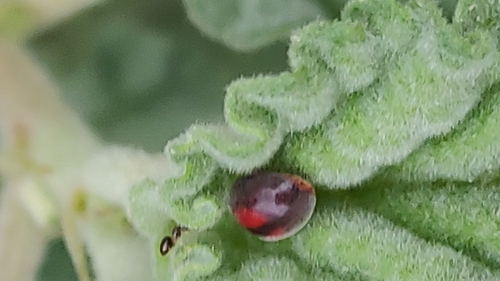 Novius virginalis
