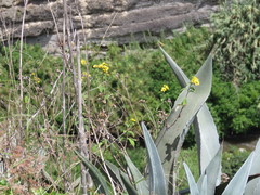 Hymenostephium quitensis