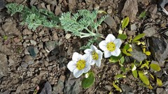 Hesperochiron pumilus