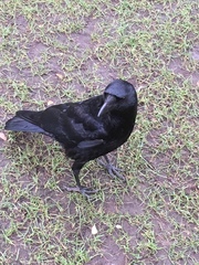 Corvus corone