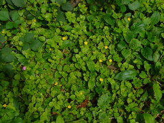 Lysimachia nemorum