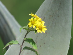 Hymenostephium quitensis