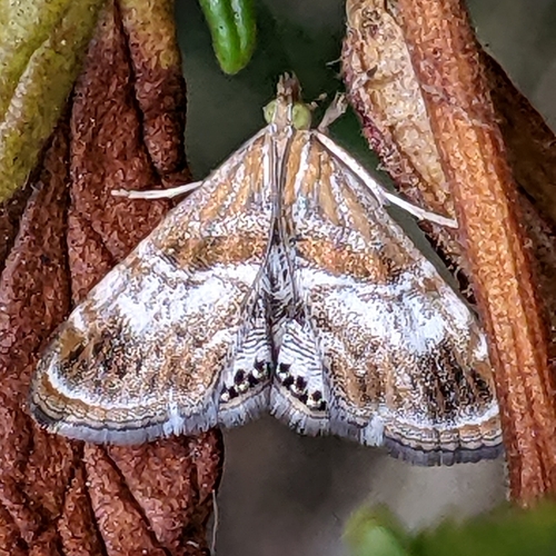 Dusky-patched Dicymolomia photo 6