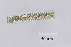 Fragilaria