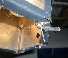 Ascalorphne macrocerca