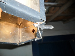 Ascalorphne macrocerca