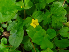 Lysimachia nemorum