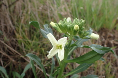 Erysimum concinnum