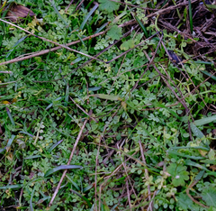 Limnanthes macounii
