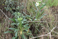 Erysimum concinnum