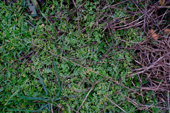 Limnanthes macounii