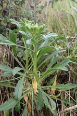 Erysimum concinnum