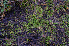 Limnanthes macounii