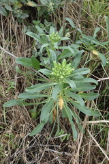Erysimum concinnum