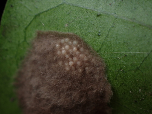 Oriental leafworm moth photo 5