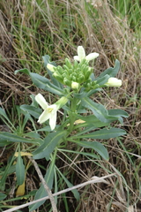 Erysimum concinnum