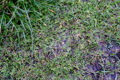 Limnanthes macounii