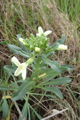 Erysimum concinnum