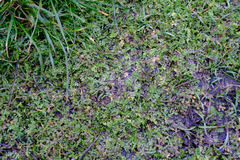 Limnanthes macounii