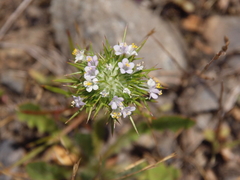 Navarretia intertexta