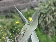 Hymenostephium quitensis