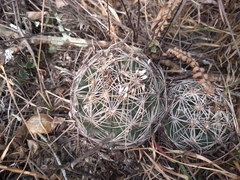 Coryphantha radians