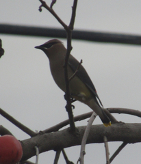 Bombycilla cedrorum
