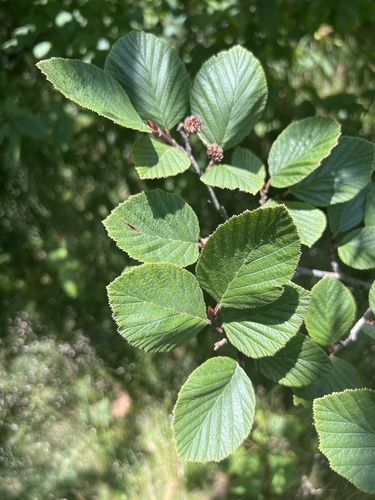 mountain alder