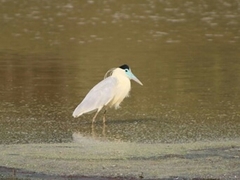 Pilherodius pileatus