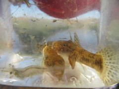 Paratya curvirostris