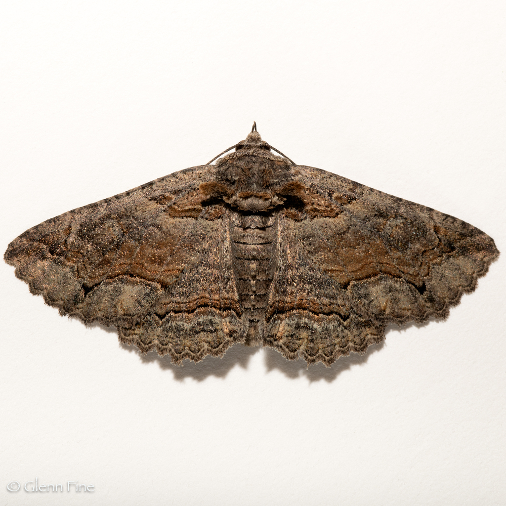 Bramble Zale Moth