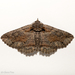 Bramble Zale Moth - Photo (c) Glenn Fine, some rights reserved (CC BY-NC), uploaded by Glenn Fine