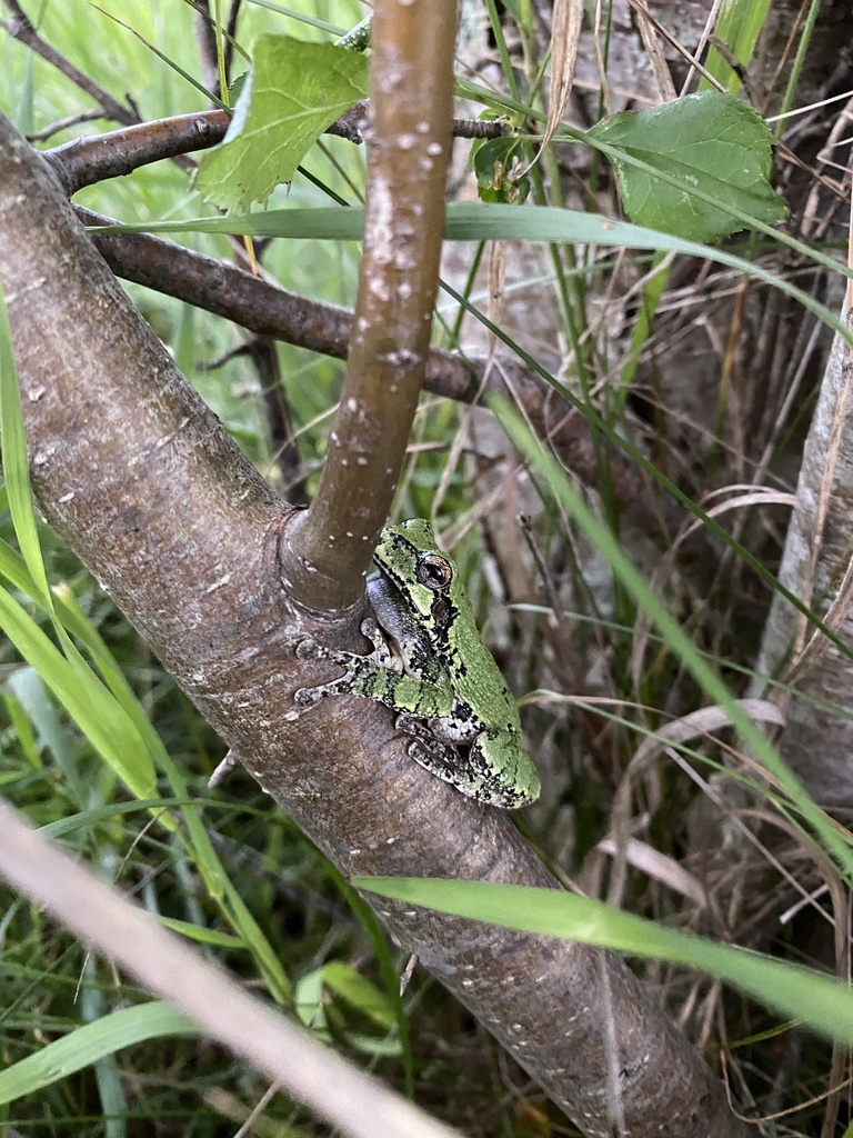 Cope’s Grey Treefrog