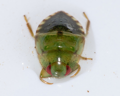 Pelocoris