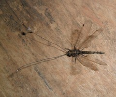 Ascalorphne macrocerca