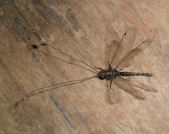 Ascalorphne macrocerca