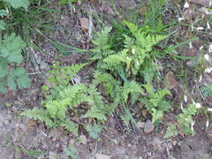 Cystopteris protrusa