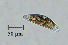 Cymbella