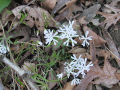 Phlox bifida