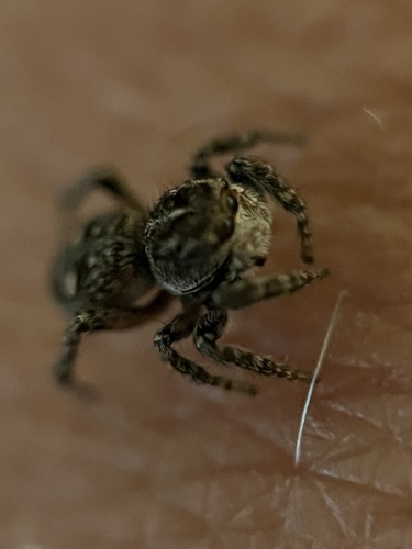 Flower Jumping Spider photo 5