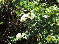 Gymnanthemum capense