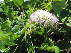 Gymnanthemum capense