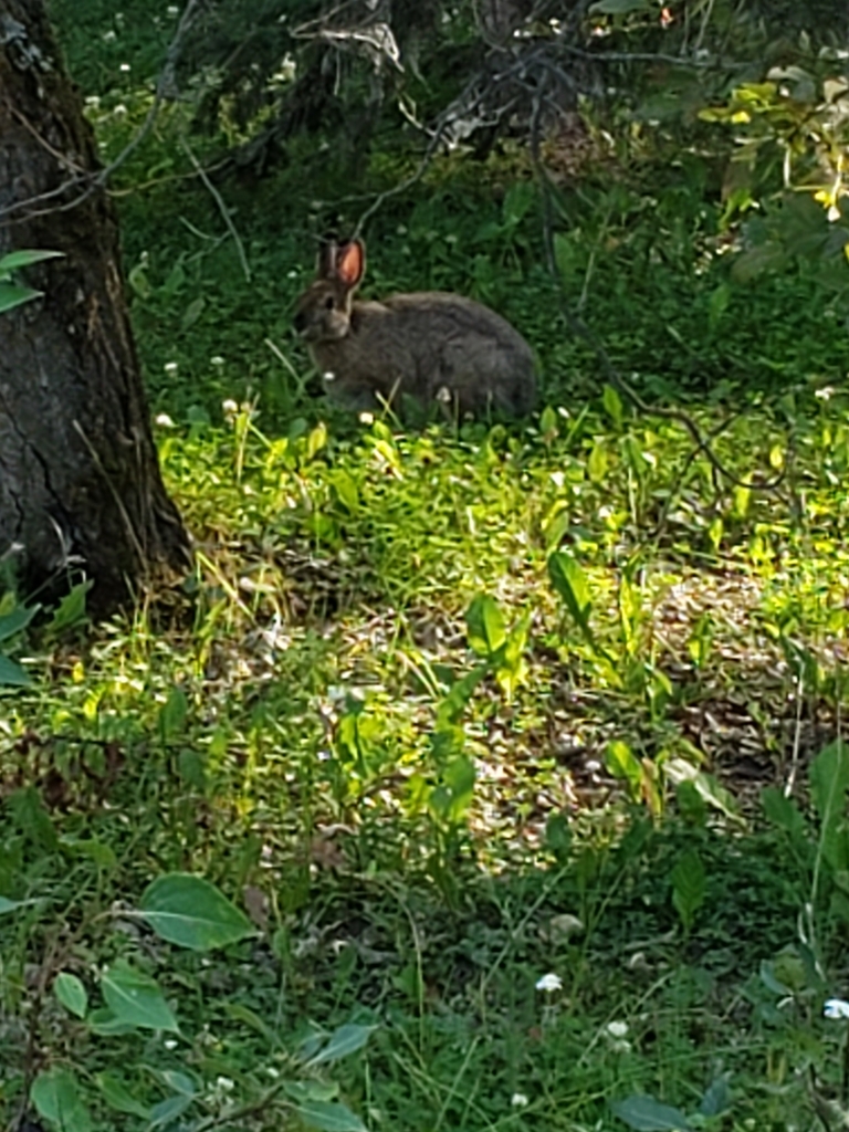 Snowshoe Hare from Bentley, AB T0C 0J0, Canada on July 24, 2023 at 05: ...