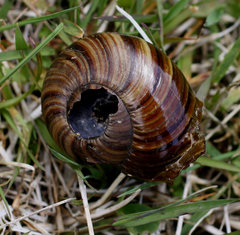 Powelliphanta