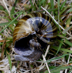 Powelliphanta