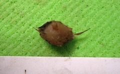 Polymastia hemisphaerica