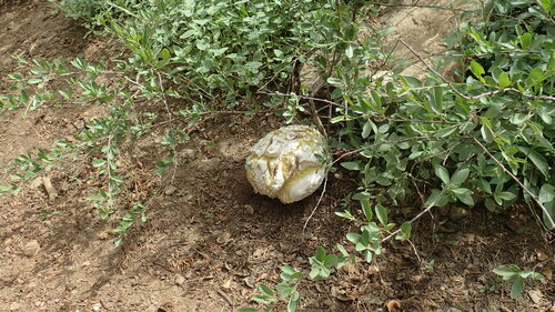 Sculptured Puffball (Calbovista subsculpta)